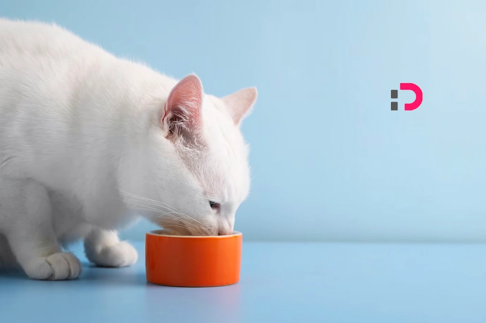 تشویقی گربه پلی برای گفت‌وگوی شما و گربه‌تان | پت شاپ آنلاین پت دونی 1404